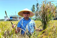  Bupati Bolaang Mongondow Utara, Dr. Sirajudin Lasena, SE., M.Ec.Dev, melaksanakan panen padi di Desa Bintauna Pantai, Kecamatan Bintauna, Selasa (26/3/26).